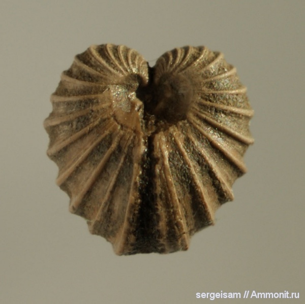 юра, оксфорд, двустворчатые моллюски, Astarte, Капотня, Astarte cordata, Trautscholdia, Trautscholdia cordata, Oxfordian, Jurassic