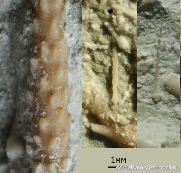 морские ежи, карбон, Archaeocidaris