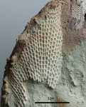 Fenestella sp.