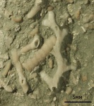 Коралл