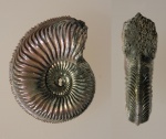 Amoeboceras Alternoides