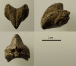 Rhynchonella loxiae