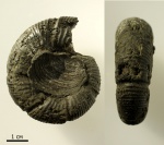 Dorsoplanites multiconstrictus