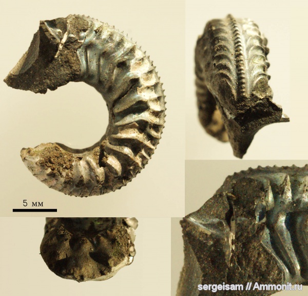 юра, Amoeboceras, Amoeboceras tuberculatoalternans, Jurassic