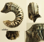 Amoeboceras sp.