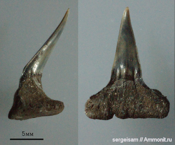 юра, Мневники, Sphenodus, зубы акул, Synechodontiformes, Jurassic, shark teeth