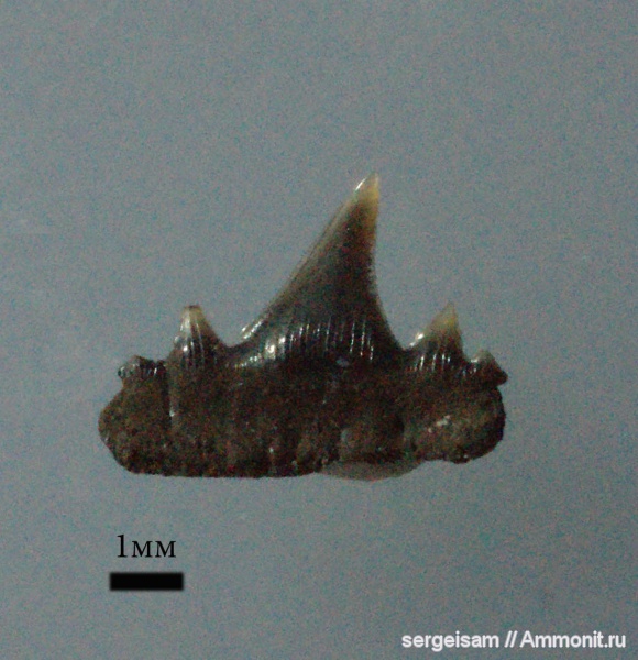 юра, Мневники, зубы акул, Paraorthacodus, Synechodontiformes, Jurassic, shark teeth