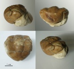 Illaenus sinuatus