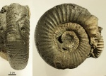 Dorsoplanites panderi