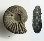 Virgatites virgatus