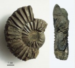 Virgatites 1
