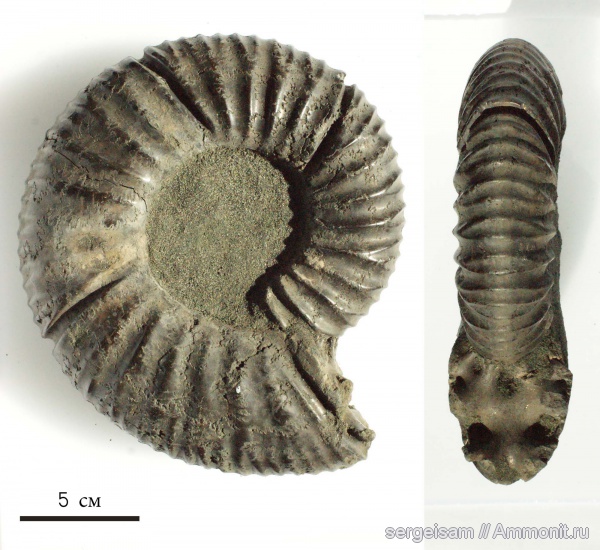 аммониты, юра, Virgatites, волжский ярус, Еганово, Ammonites, Virgatites crassicostatus, Volgian, Jurassic