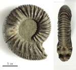 Virgatites crassicostatus