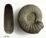 Dorsoplanites sp.