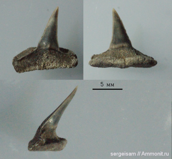юра, волжский ярус, Еганово, Sphenodus, зубы акул, Sphenodus stschurowskii, Synechodontiformes, Volgian, Jurassic, shark teeth