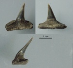 Sphenodus stschurowskii