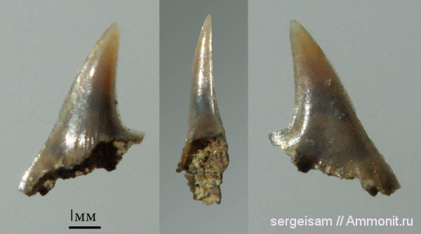 мел, зубы акул, турон, Стенки, Turonian, Cretaceous, shark teeth