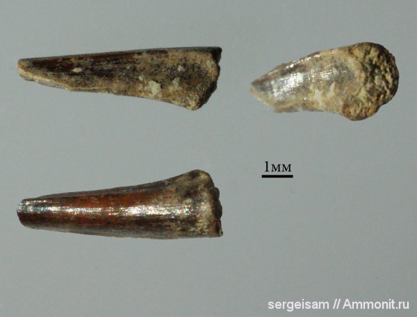 мел, турон, зубы рыб, Enchodus, Стенки, Turonian, Cretaceous, fish teeth