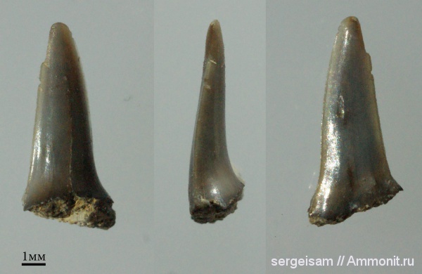 мел, зубы акул, турон, Lamniformes, Стенки, Turonian, Cretaceous, shark teeth