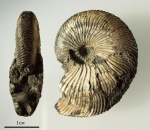 Virgatites gerassimovi