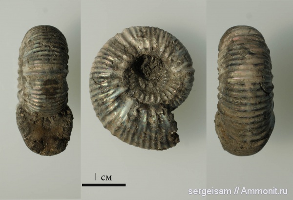 аммониты, юра, кимеридж, Ammonites, Болгары, Pictonia, Jurassic