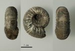 Picnonia