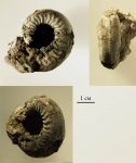 Amoeboceras zieteni
