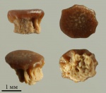 Petrodus