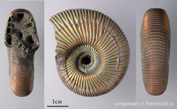 юра, оксфорд, Марково, Perisphinctidae, Subdiscosphinctes, Oxfordian, Jurassic