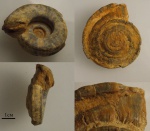 Гастропода Omphalotrochus canaliculatus