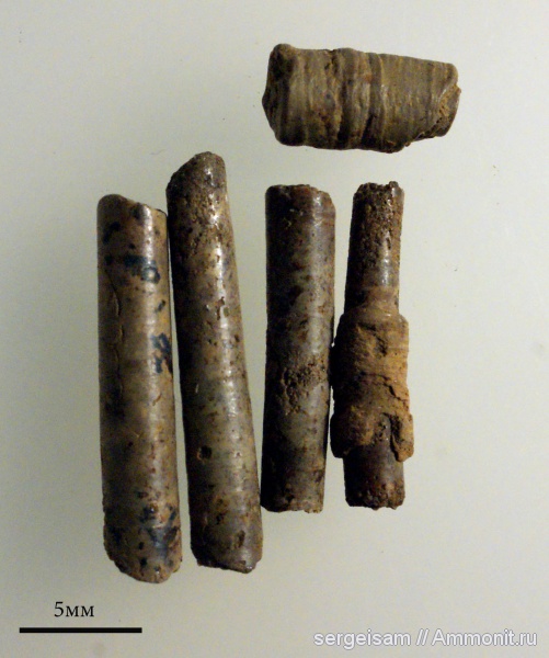 мел, Serpula, альб, Albian, Cretaceous
