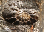 Лопастные линии Anadesmoceras.