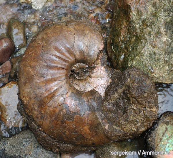 аммониты, мел, альб, Hoplitidae, Anadesmoceras, Ammonites, Albian, Cretaceous, Anadesmoceras subbaylei