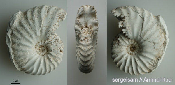 аммониты, мел, Arcthoplites, альб, Hoplitidae, Ammonites, Arcthoplites bogoslowskyi, Павловское, Albian, Cretaceous