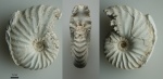 Arcthoplites bogoslowskyi (4)