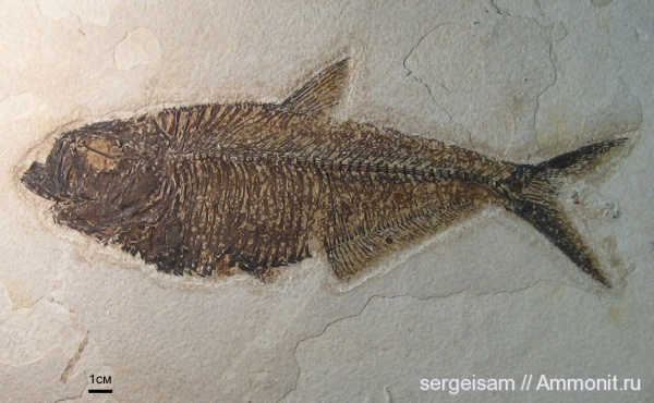Германия, рыбы, fish