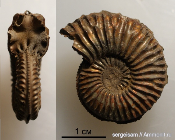 юра, оксфорд, Amoeboceras, Рыбаки, Amoeboceras tuberculatoalternans, Amoeboceras alternans, Oxfordian, Jurassic