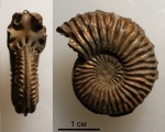 Amoeboceras sp