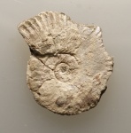 Amoeboceras koldeweyense
