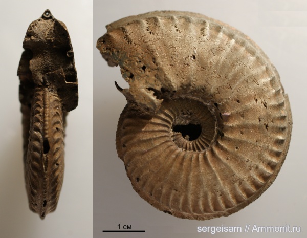 юра, оксфорд, Amoeboceras, Рыбаки, Amoeboceras serratum, Oxfordian, Jurassic