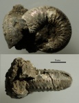 Amoeboceras zieteni