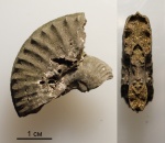 Amoeboceras koldeweyense