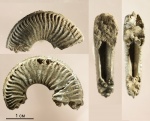 Поиски Amoeboceras reclinatoalternans