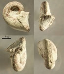Salpingostoma sp.