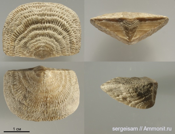 брахиоподы, Clitambonites, Clitambonites adscendens, Clitambonites schmidti