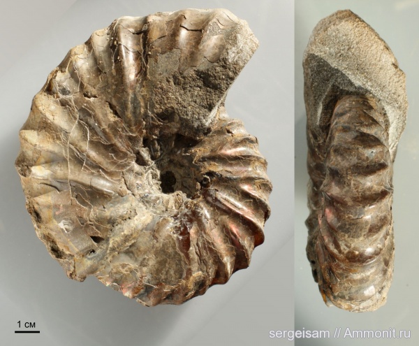 мел, Arcthoplites, альб, Hoplitidae, Павловское, Albian, Cretaceous, Arcthoplites efremovae
