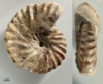 Arcthoplites efremovae (16)