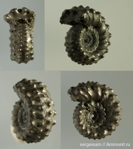 аммониты, Kosmoceras, Ammonites