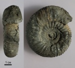 Dorsoplanites