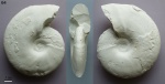 Слепок anadesmoceras strangulatum (64)